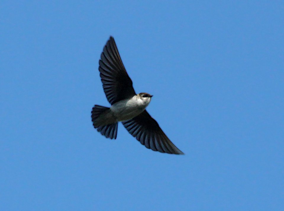 SWALLOW, VIOLET-GREEN (4-29-10) whalerock res, salo co , ca -01