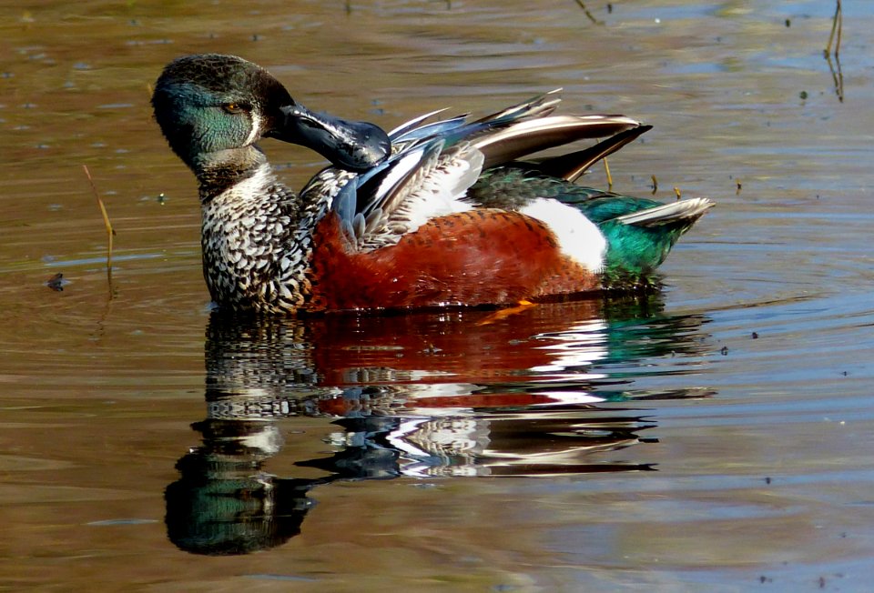 Shoveler duck.(Anas rhynchotis variegata,)