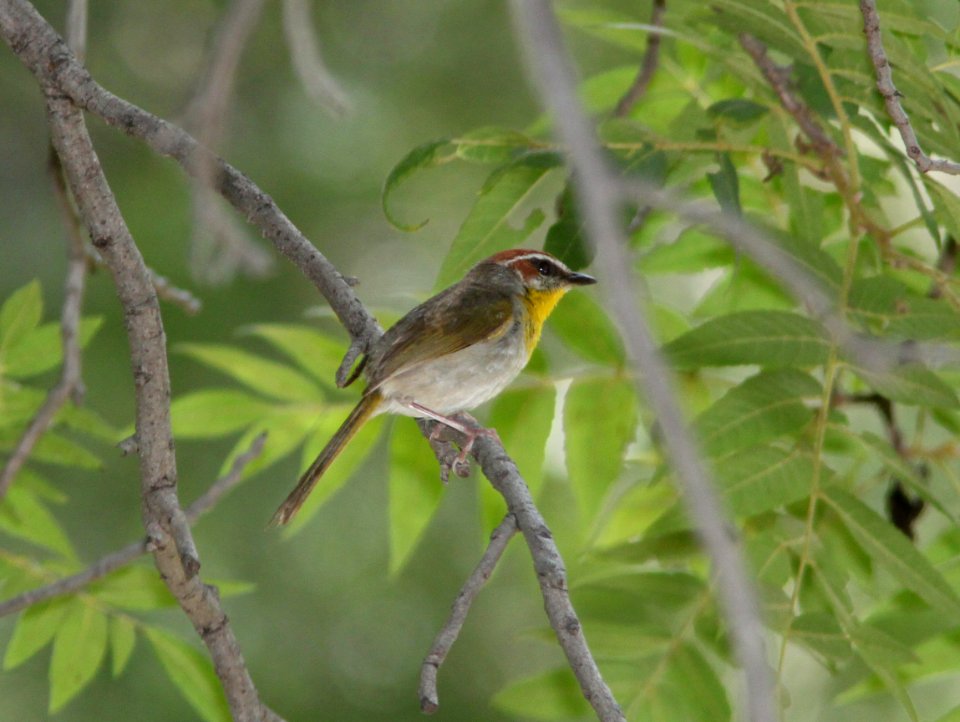 WARBLER, RUFOUS-CAPPED (7-29-09) sonoita creek tlc, patagonia, az -10