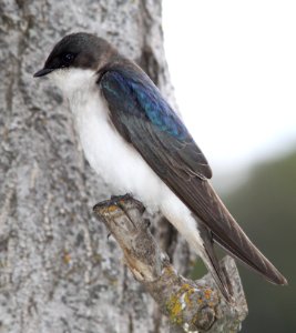 SWALLOW, TREE (4-13-10) santa margarita lake - 05