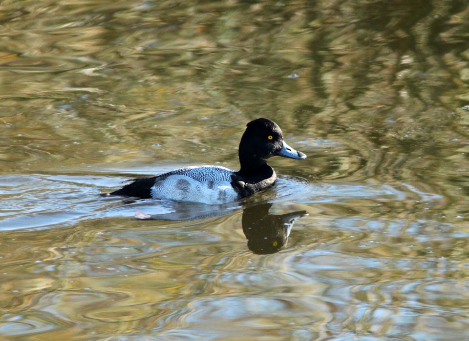 SCAUP, LESSER (1-5-10) oso flaco, slo co, ca -01