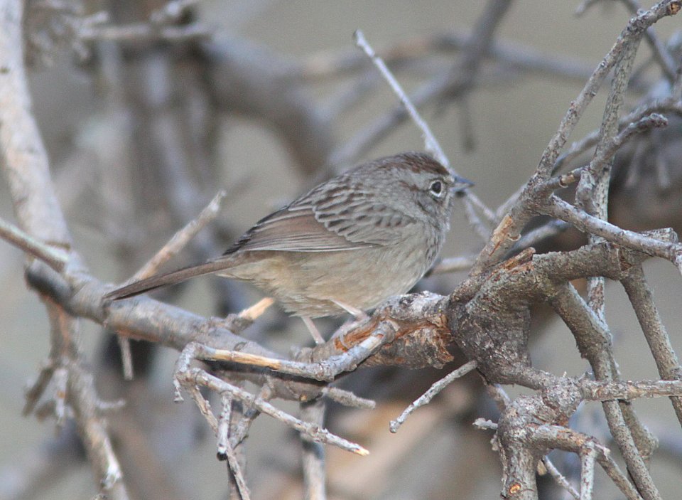SPARROW, RUFOUS-CROWNED (9-30-09) juv, cottonwood spr, carrizo plain nat mon, slo co, ca -03