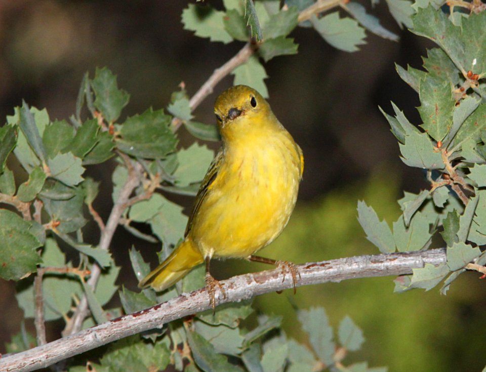 WARBLER, YELLOW (9-21-09) cottonwood springs, carrizo n m , slo co, ca -11