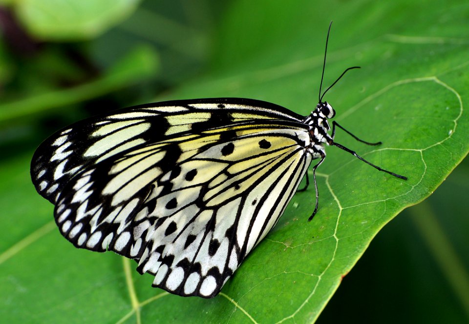 Paper Kite.Malaysia.