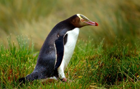Yellow eyed penguin. photo