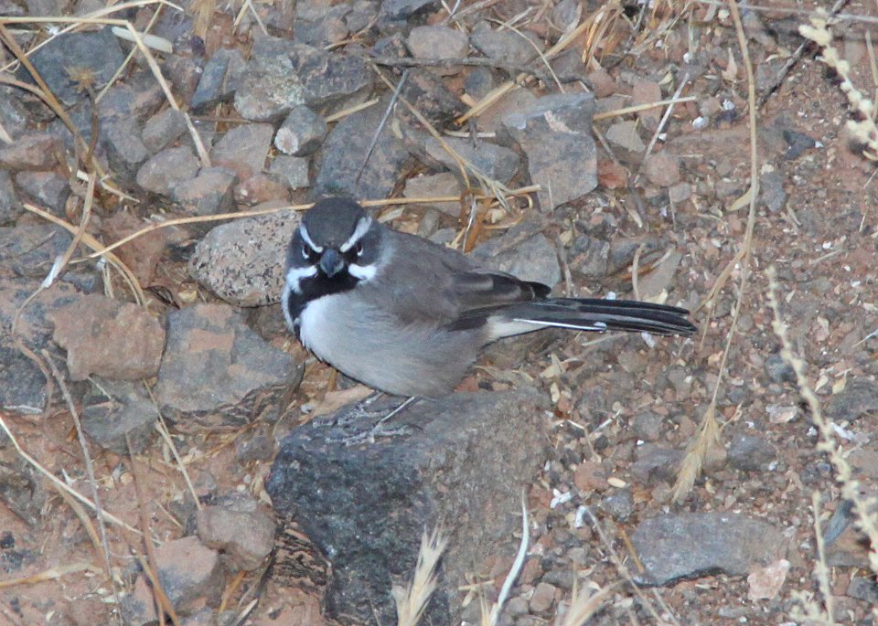 SPARROW, BLACK-THROATED (9-30-09) quail spr, carrizo plain nat mon, slo co, ca -01