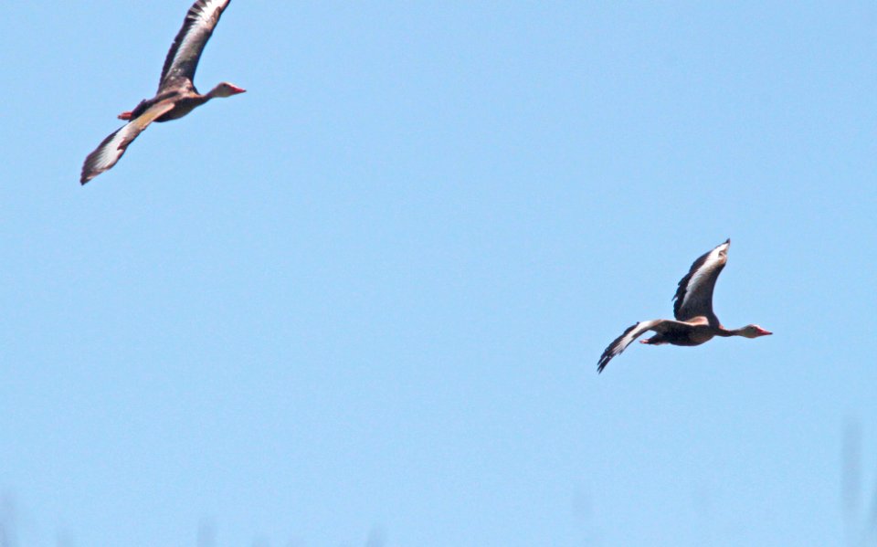 WHISTLING-DUCK, BLACK-BELLIED (8-24-10) kino springs pond, scc, az -01