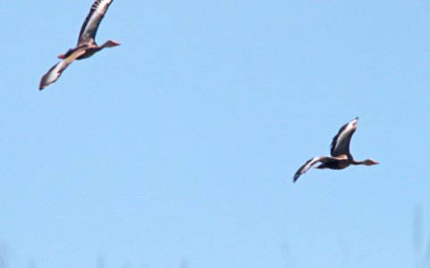 WHISTLING-DUCK, BLACK-BELLIED (8-24-10) kino springs pond, scc, az -01