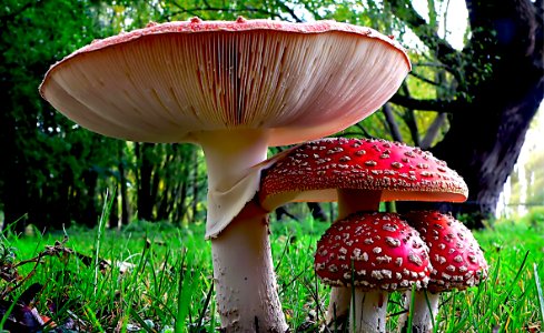 Fly Agaric. photo