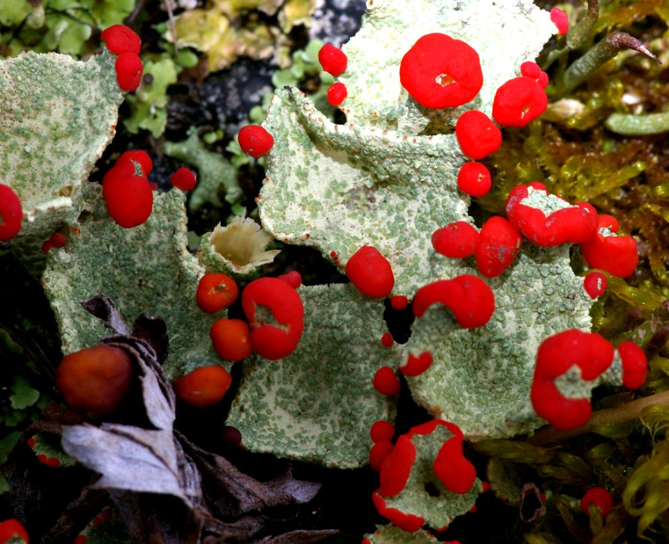 THE BIG ROCK GARDEN