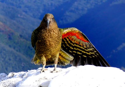 Kea. New Zealand Alpine Parrot. (Nestor notabilis)