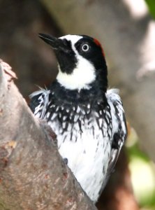 WOODPECKER, ACORN (8-27-10) paton's, patagonia. scc, az -02