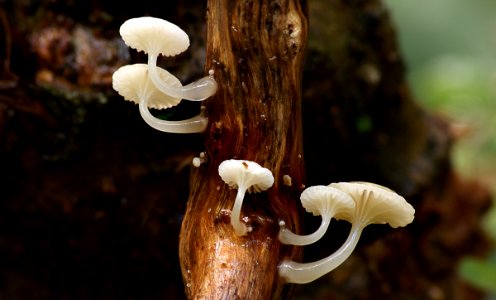 Oudemansiella austrororida. photo