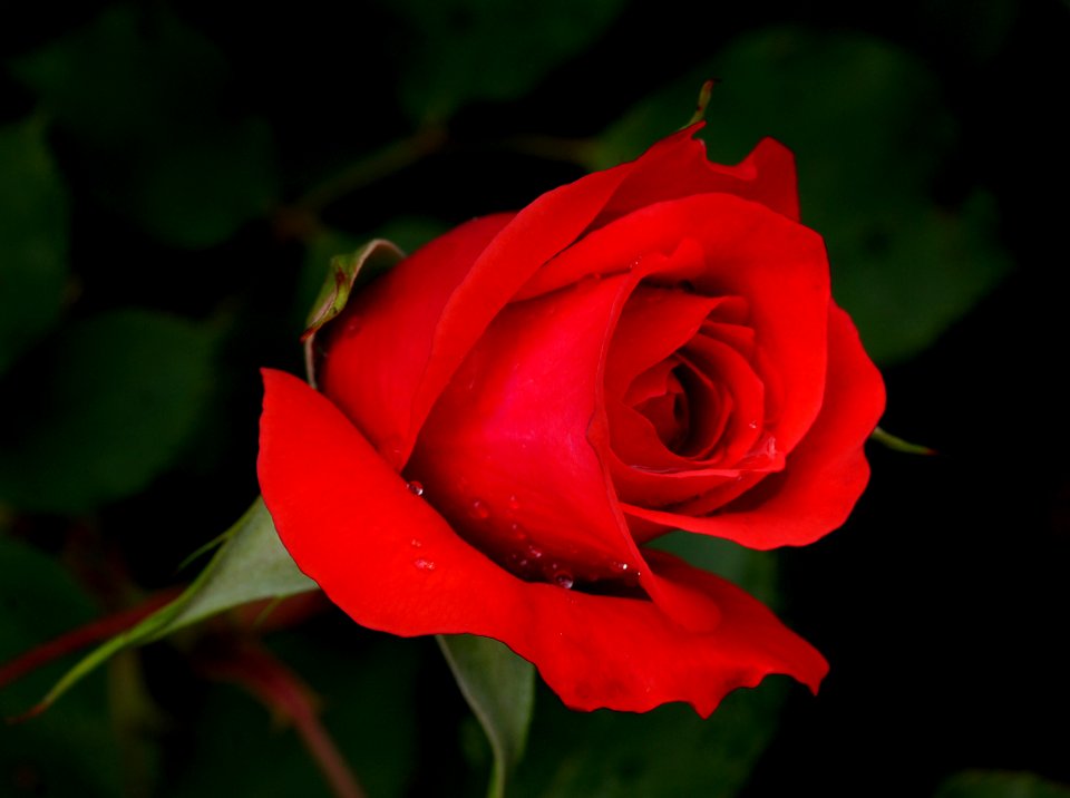 Dublin Bay. Rose.