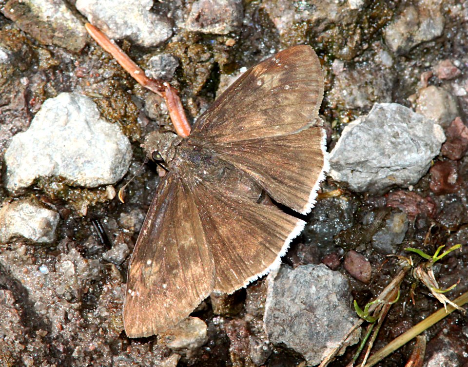 DUSKYWING, MOURNFUL (Erynnis tristis) (8-15-10) los alamos, nm -01