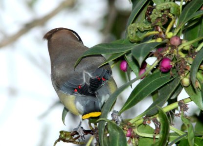 WAXWING, CEDAR (11-11-09) slo co, ca -10