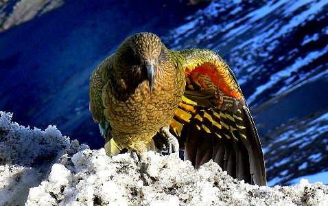 Kea wing colours. photo