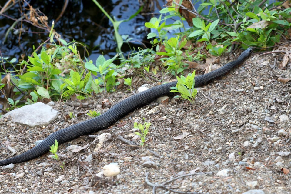 SNAKE, NORTHERN WATER (nerodia sipedon) (8-13-09) sterling, worcester co,  ma -02