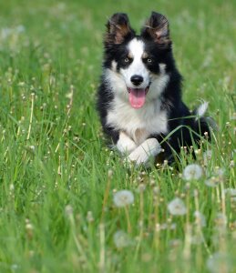 Dandelion meadow flower meadow running dog photo
