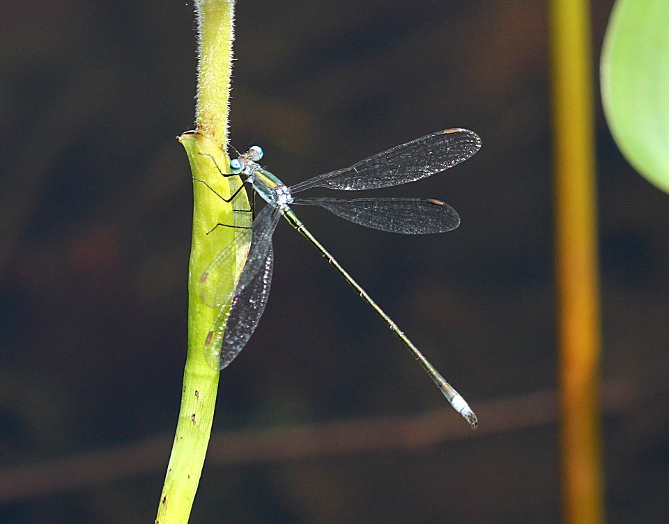 SPREADWING, SWAMP (lestes vigilax) (8-13-09) sterling, ma -03 photo