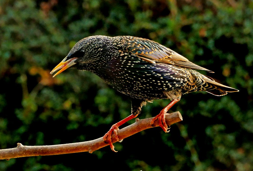 Starling (Sternus vulgaris)