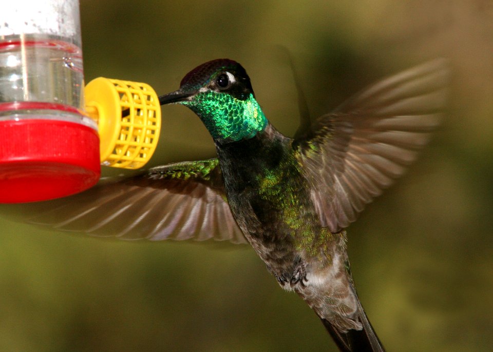 RIVOLI'S HUMMINGBIRD (6-18-09) madera cyn -07
