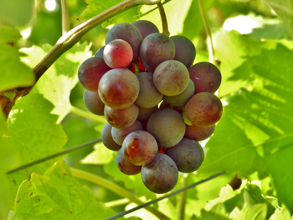 Grapes autumn winegrowing