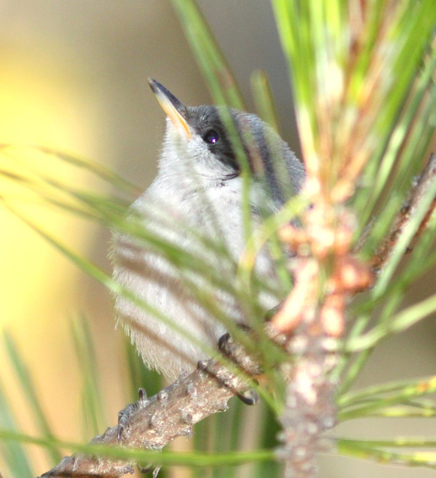 NUTHATCH, PYGMY (7-12-09) san simeon st pk, slo co -19
