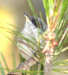 NUTHATCH, PYGMY (7-12-09) san simeon st pk, slo co -19