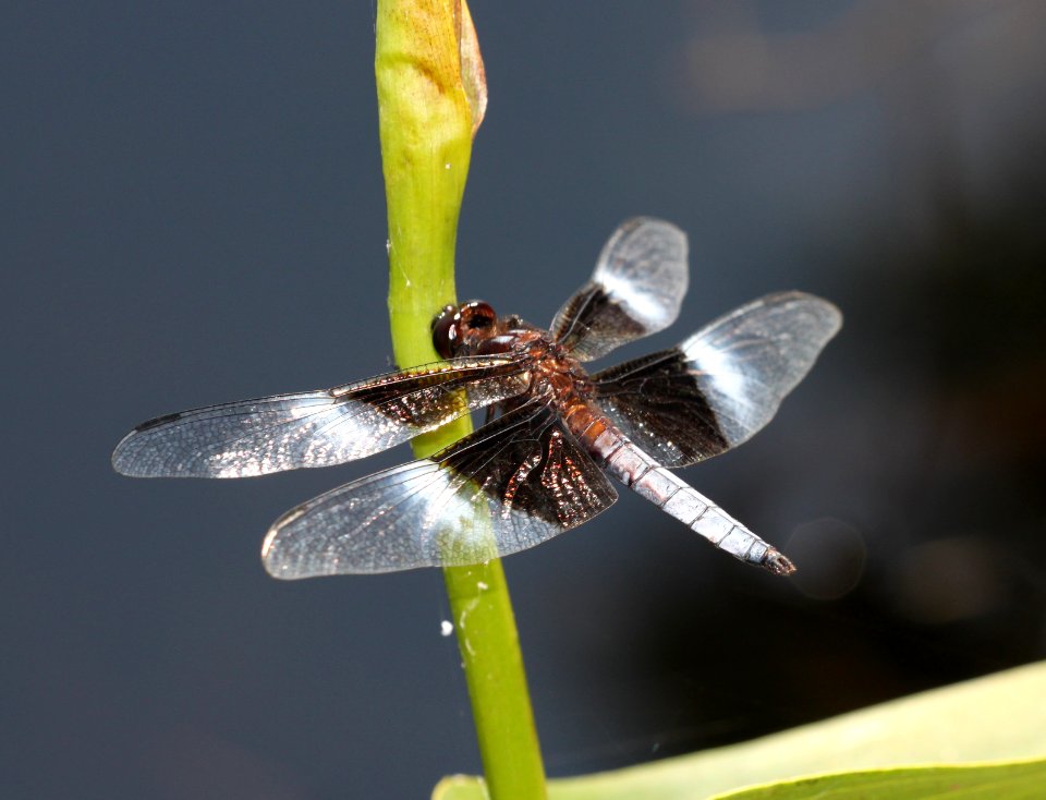 SKIMMER, WIDOW (libellula luctuosa) (8-13-09) sterling, ma -02