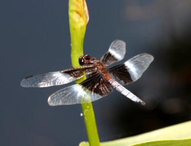 SKIMMER, WIDOW (libellula luctuosa) (8-13-09) sterling, ma -02 photo