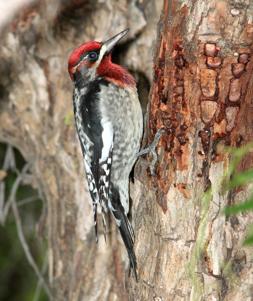 SAPSUCKER, RED-BREASTED (12-21-09) x RNSA, santa rosa park, slo, ca -02