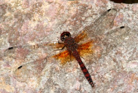 SKIMMER, RED ROCK (paltothemis lineatipes) (6-21-09) cave creek cyn, az -01