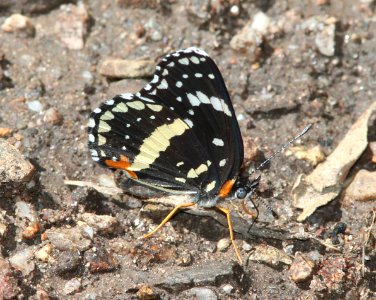 BORDERED PATCH (chlosyne lacinia) (7-27-09) ramsey cyn, az -02