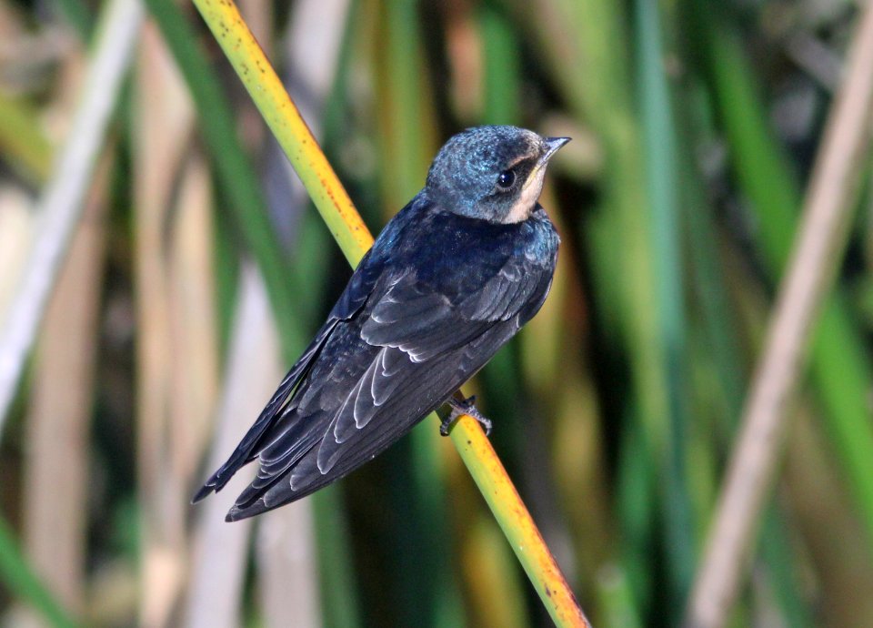 SWALLOW, BARN (7-13-09) juv, oso flaco lake, slo co, ca -06