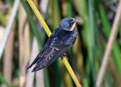 SWALLOW, BARN (7-13-09) juv, oso flaco lake, slo co, ca -06