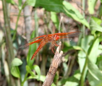 SKIMMER, FLAME (Libellula saturata) (8-4-12) pat lake state park, scc, az -01