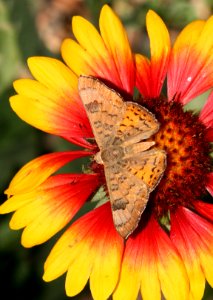 METALMARK, ZELA (emesis zela) (7-27-09) ramsey cyn, az -04