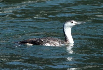 LOON, RED-THROATED (3-25-10) morro bay, slo co, ca -01