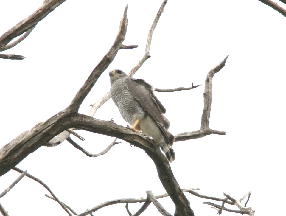 HAWK, GRAY (6-19-09) patagonia, az -01