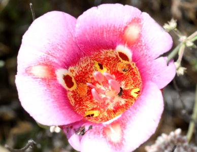 MARIPOSA  (calochortus venustus) (6-2-10) carrizo plain nat mon, slo co, ca -01