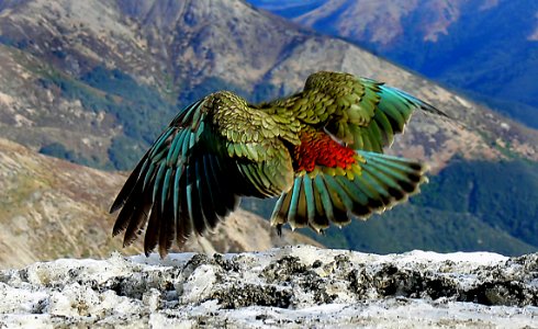The Kea New Zealand. photo