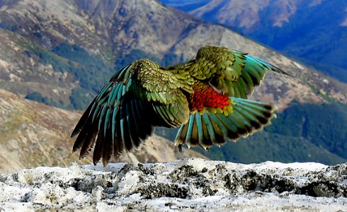 The Kea New Zealand.