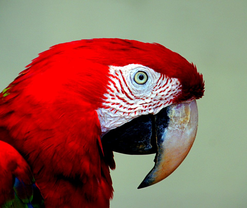 Red Blue Macaw. photo