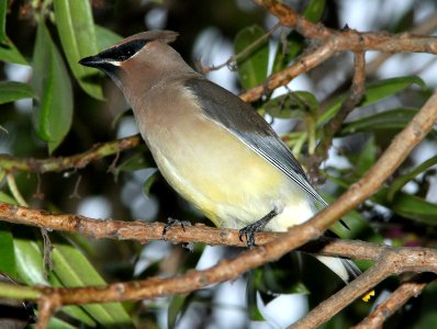 WAXWING, CEDAR (11-11-09) slo co, ca -03