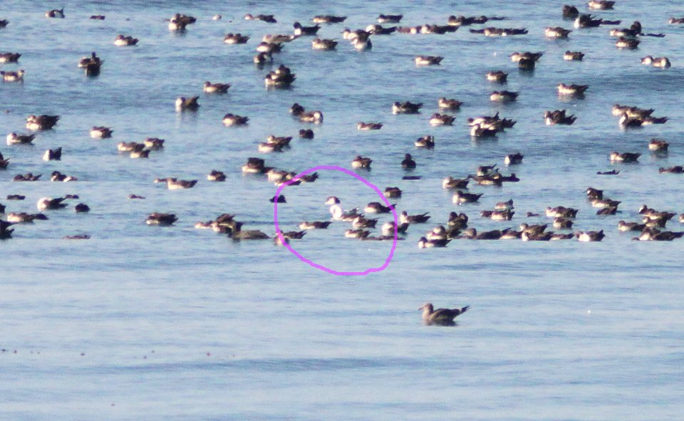 SHEARWATER, BLACK-VENTED (11-03-09) mostly leucistic, San Simeon Point, slo co, ca -01