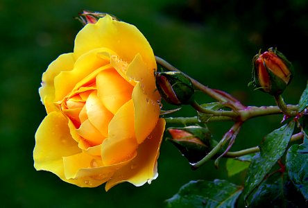 Sympathy Rose.