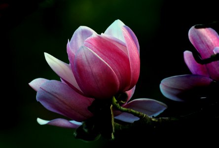 Magnolia. Campbellii. photo