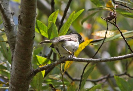 VIREO, LEAST BELL'S (9-13-09) pecho willows, los osos, slo co, ca -09