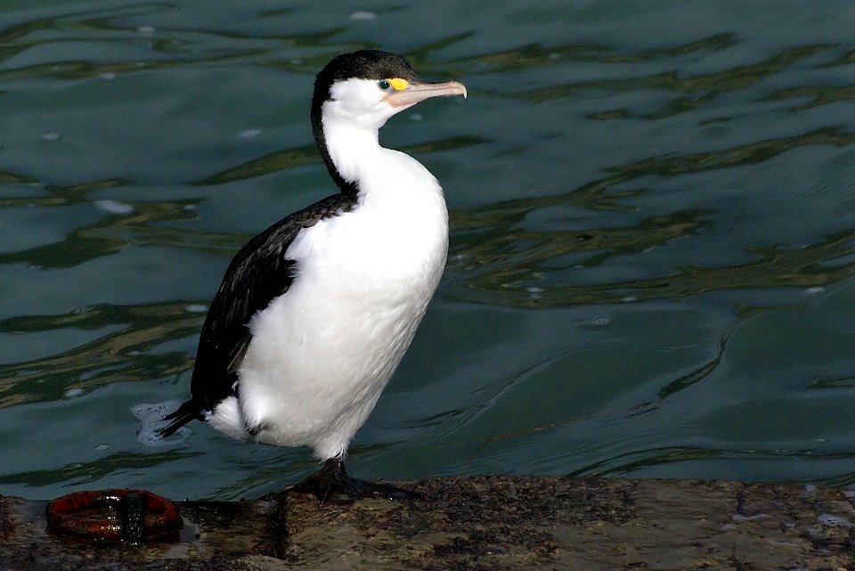 Pied shag. NZ One leg.